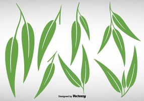 Collection Of Eucalyptus Leaves - Vector