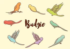 Free Budgie Vector