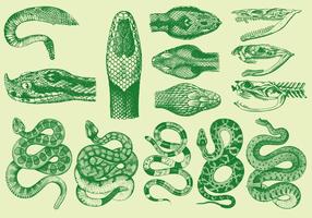 Serpientes vintage vector