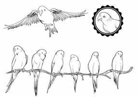 Budgie Set vector