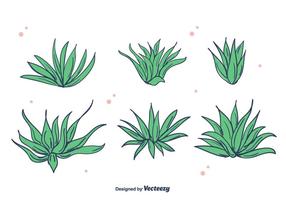 Maguey vector