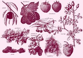 Vintage Berries vector