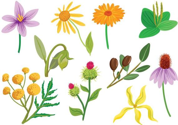 Plant Vector Art, Icons, and Graphics for Free Download