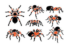 Vector tarántula