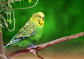 Beautiful Budgie On a Branch Vector