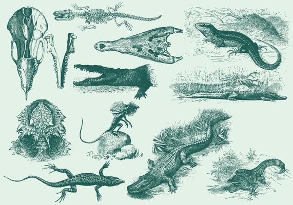 Vintage Reptile Illustrations