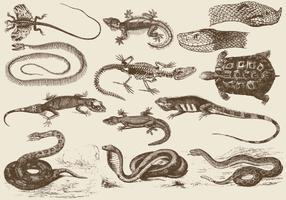 Ilustraciones del reptil
