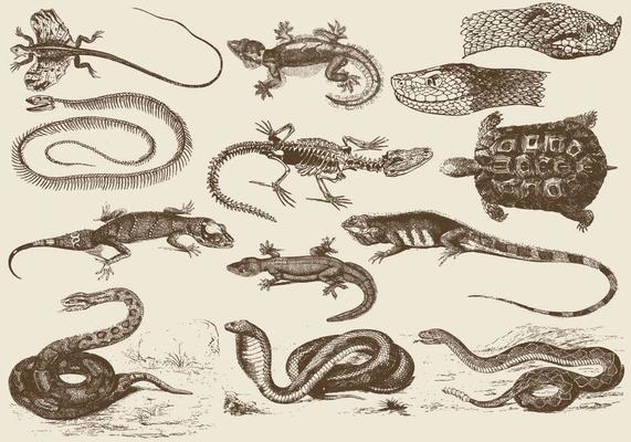 Reptile Illustrations