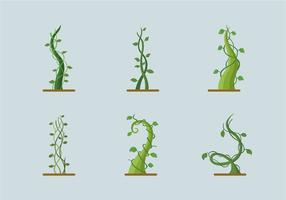Green growing plant beanstalk vector