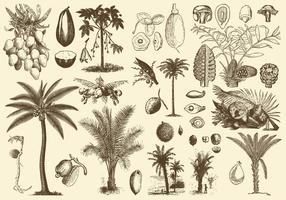 Palm Fruits And Seeds vector