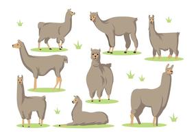 Free Llama Cartoon Vector 