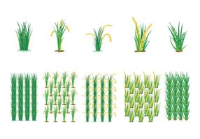 Cultivo de campo de arroz Vector