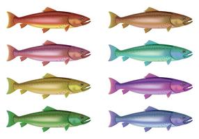 Vector Of Rainbow Trout