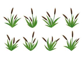 Set Of Cattails Vector