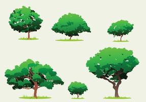 Mango Tree Free Vector