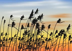 Reeds On Sunset Background Vector