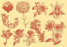 Orange Exotic Flower Illustrations vector