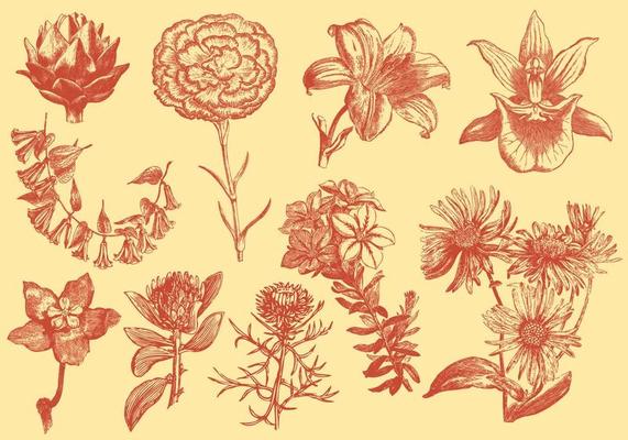 Orange Flower Vector Art, Icons, and Graphics for Free Download