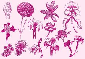 Ilustraciones exóticas de la flor del rosa vector