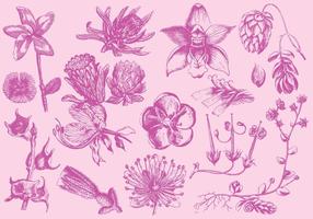 Ilustraciones exóticas de la flor del rosa vector