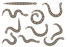 Rattlesnake Vector