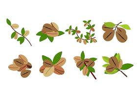 Free Argan Fruit Vector