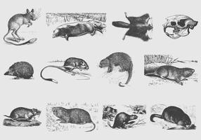 Gray Rodent Illustrations vector