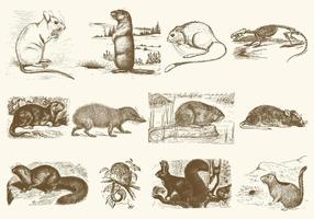 Sepia Rodent Illustrations vector