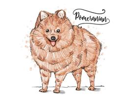 Free Pomeranian Background