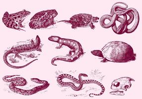 Ilustraciones de Reptiles Rojos