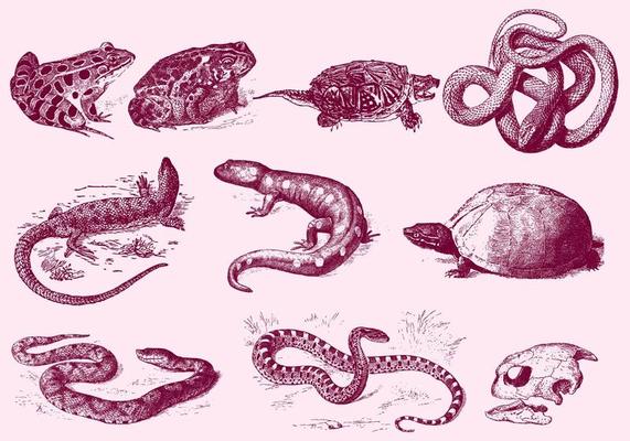 Red Reptile Illustrations