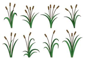 Set Of Cattails Vector