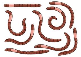 Earthworm Vector