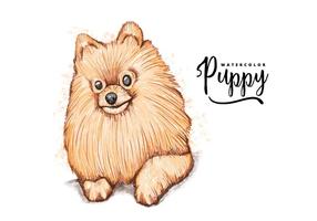 Free Pomeranian Background vector