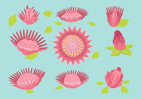 Protea Vector Gratis