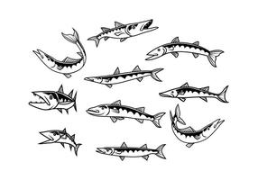 Free Barracuda Vector