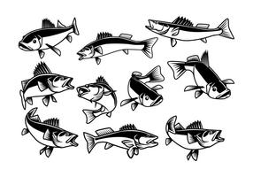 Free Walleye Vector