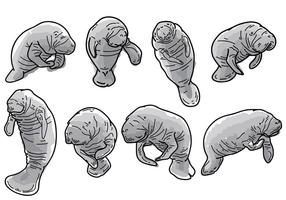 Free Manatee Icons Vector