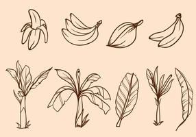 Free Hand Drawn Banana Tree Vector