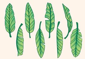 Free Hand Drawn Banana Tree Vector