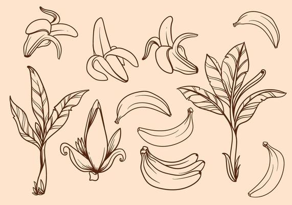Free Hand Drawn Banana Tree Vector