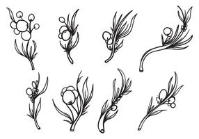 Mano libre dibujado vector planta Mimosa