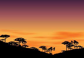 Silueta De La Araucaria A La Tarde Con El Cielo De La Puesta Del Sol vector