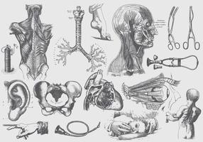 Gray Anatomy And Health Care Illustrations vector