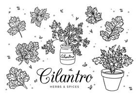 Cilantro Vector Boceto