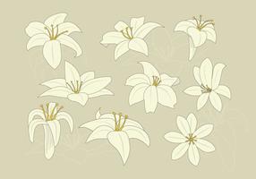 Download Lily Free Vector Art - (36,838 Free Downloads)