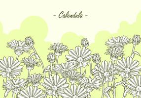 Calendula Hand Drawing Free Vector