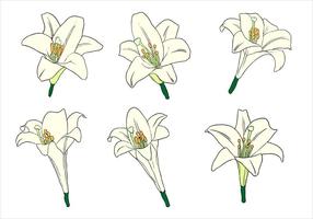 Easter Lily Free Vector