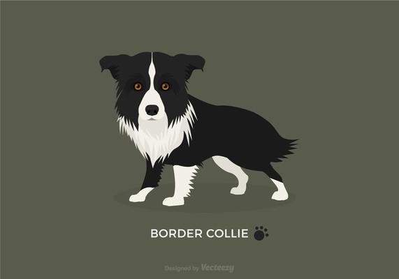 Free Vector Border Collie