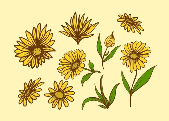 Free Calendula Flower